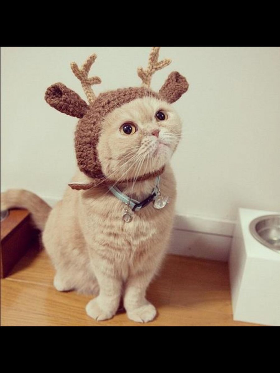 Шапочка котика