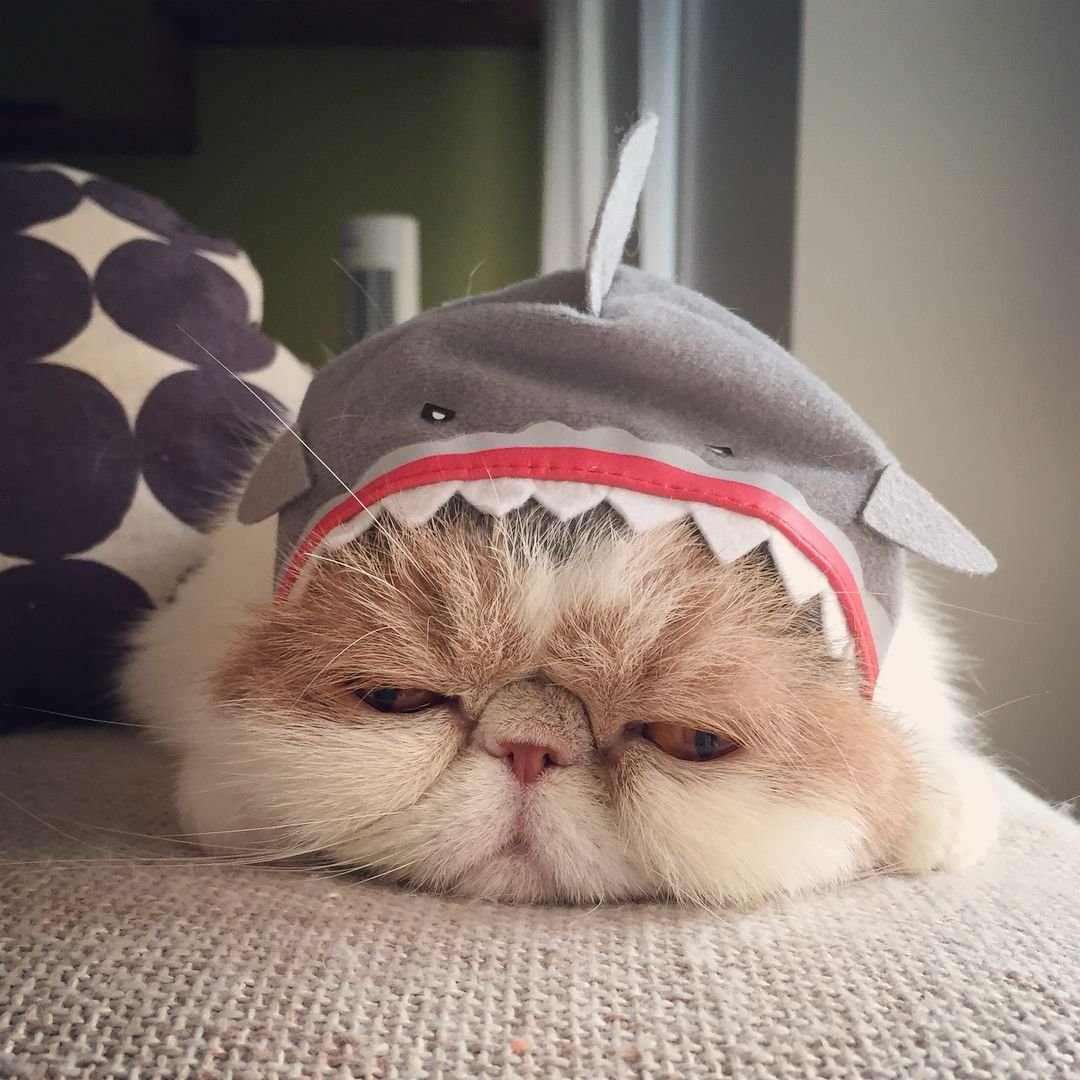 Модные коты