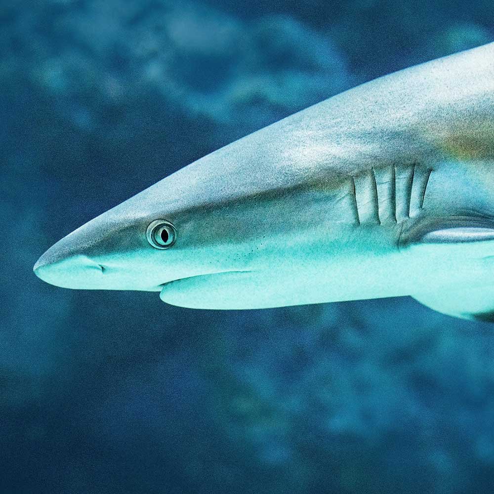 Белоносая рифовые акулы