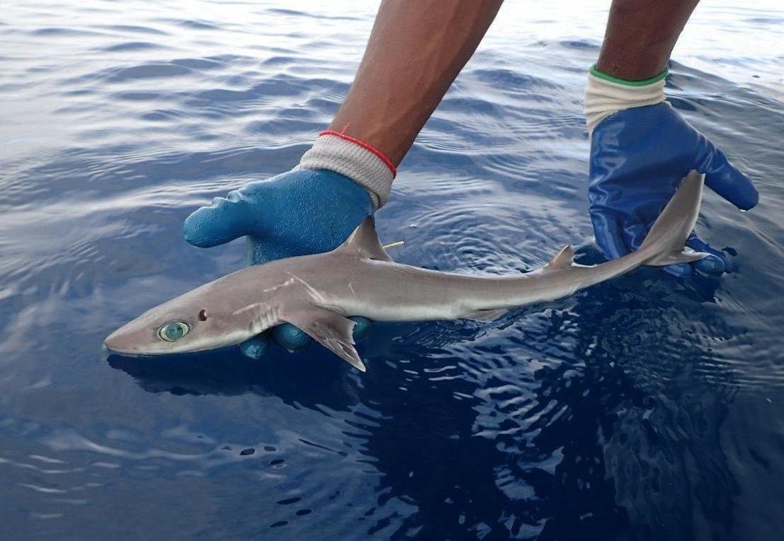 Акуленок катрана