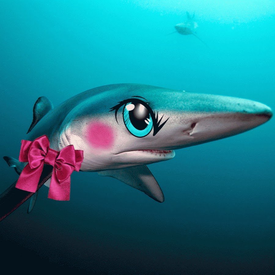 Самая милая акула в мире