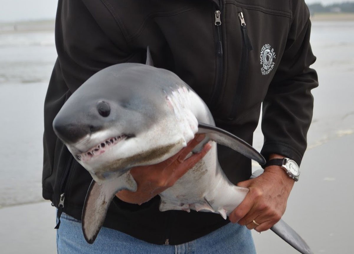 Маленькие акулы