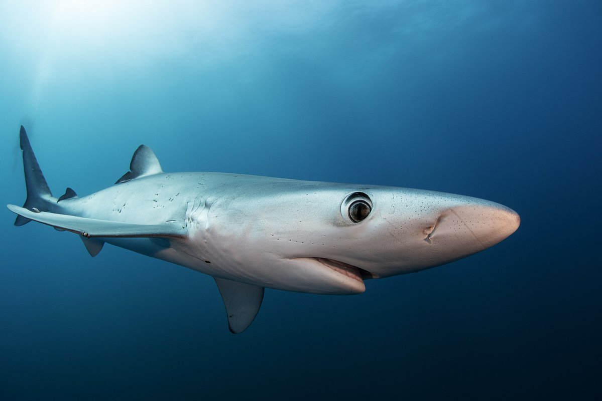 Большая голубая акула