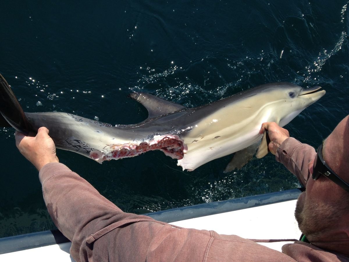 Акула и Дельфин