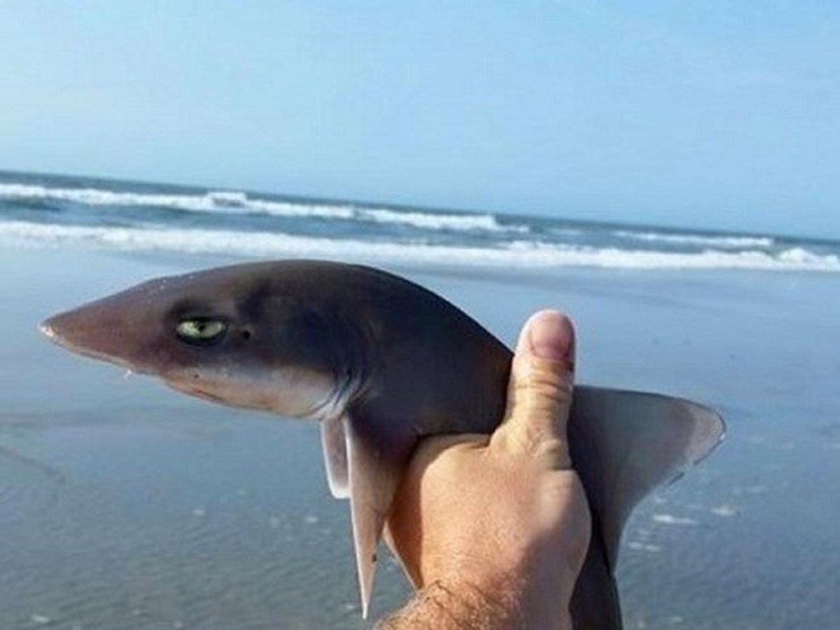 Самая маленькая акула