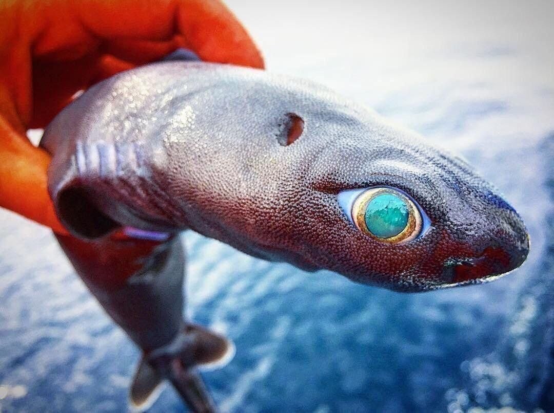 Акула Китефин