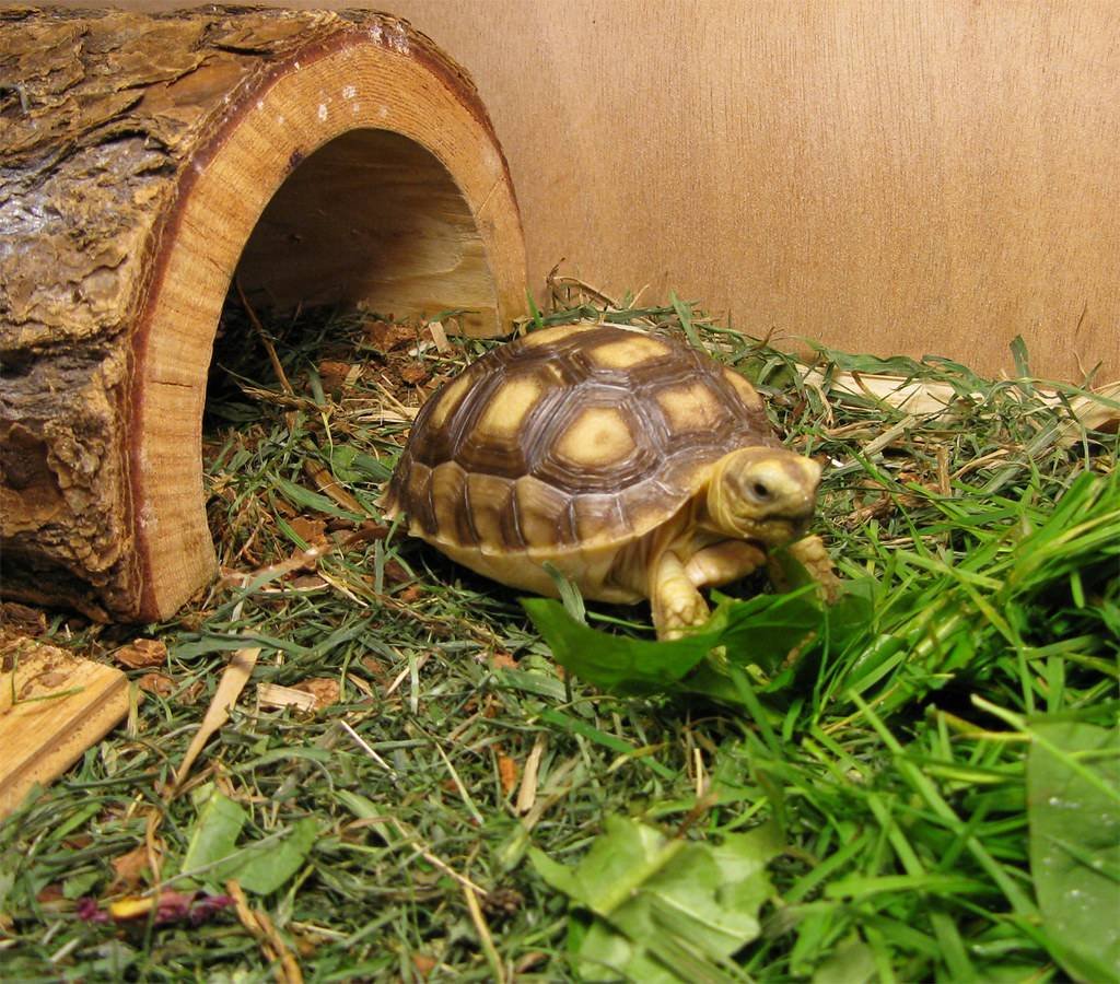 Черепаха домашнее фото