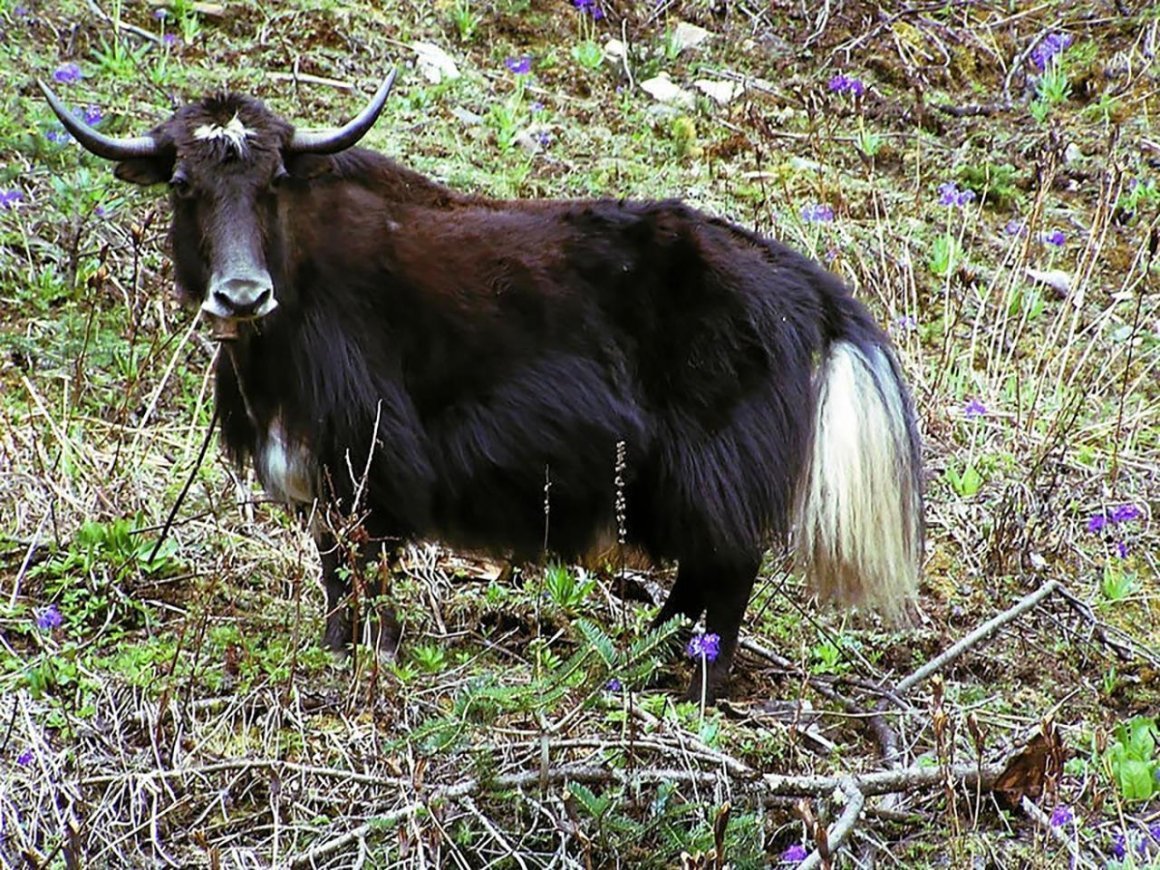 Хайнак корова