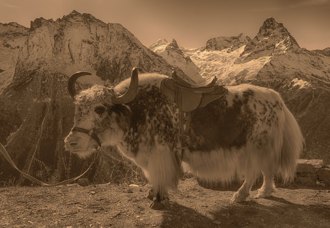 Картина Сарлык