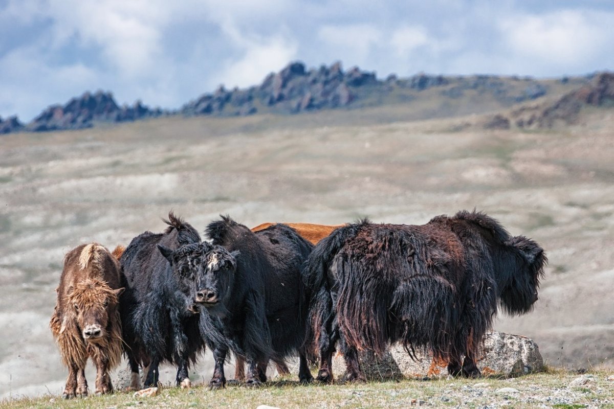Сарлык Монголия