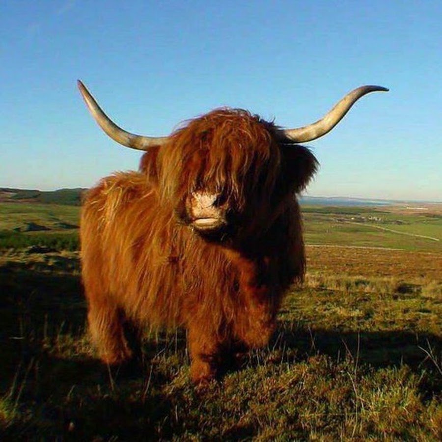 Гималайский бык