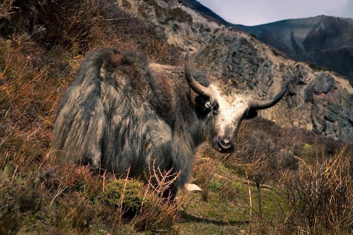 Монгольский як Сарлык