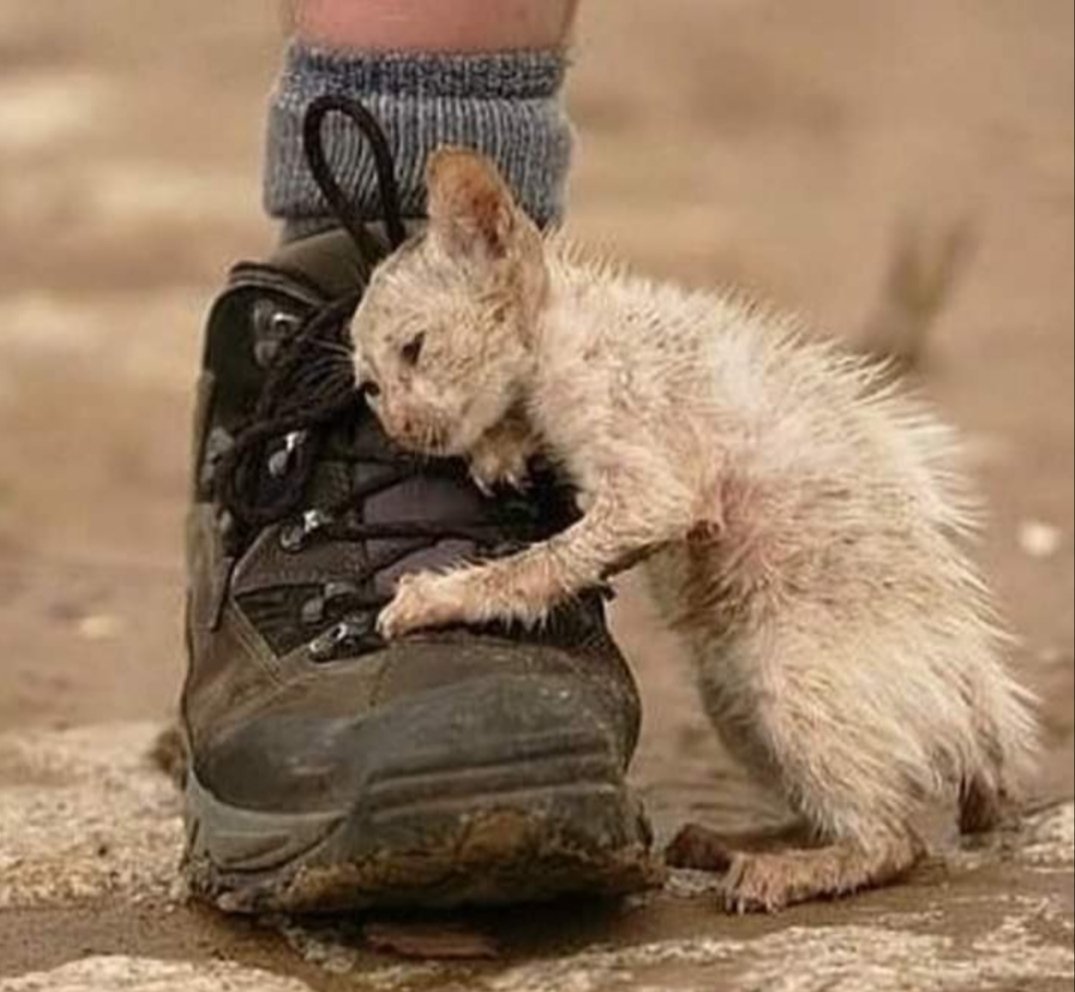 Бездомный уродливый кот