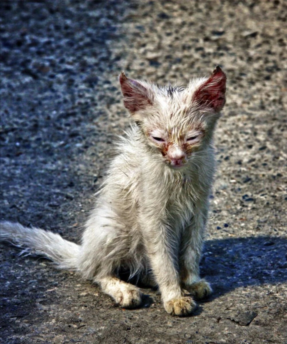 Бездомные котята до и после