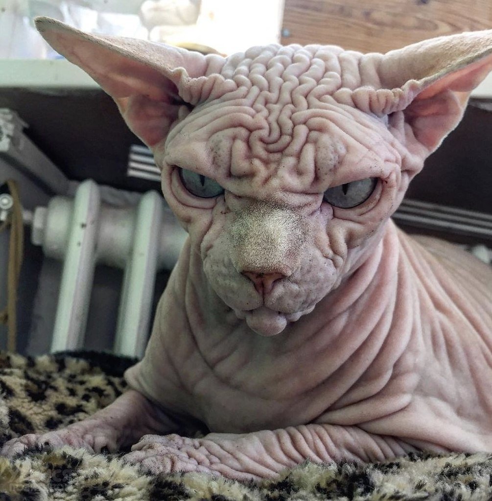 Бездомные кошки