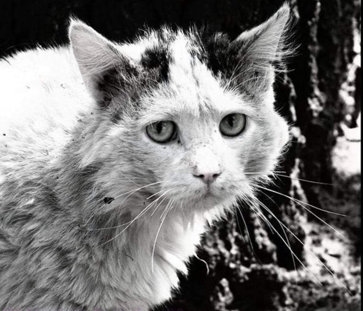 Уродливый кот стихотворение