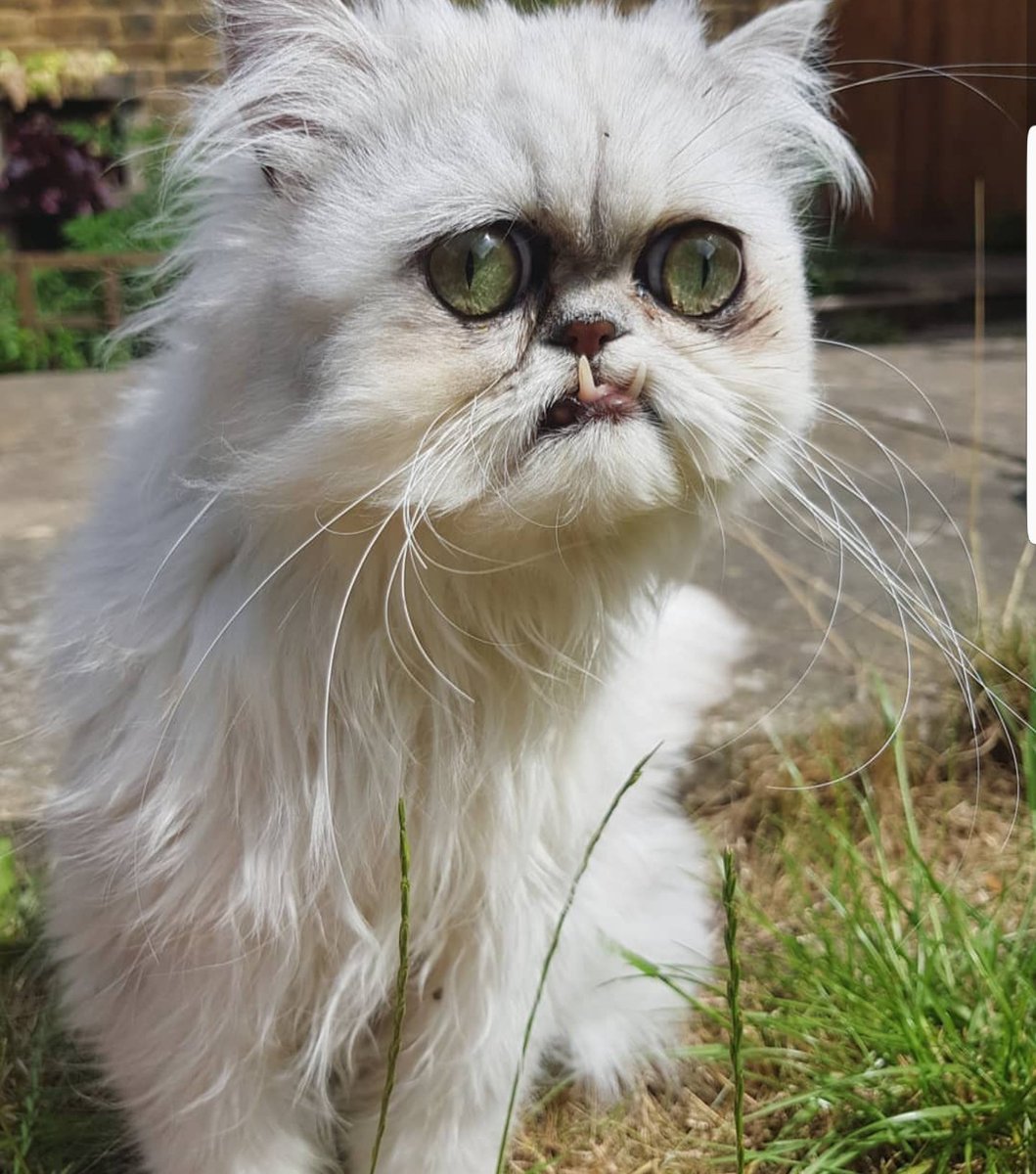 Уродливый кот Игорь Мазурин