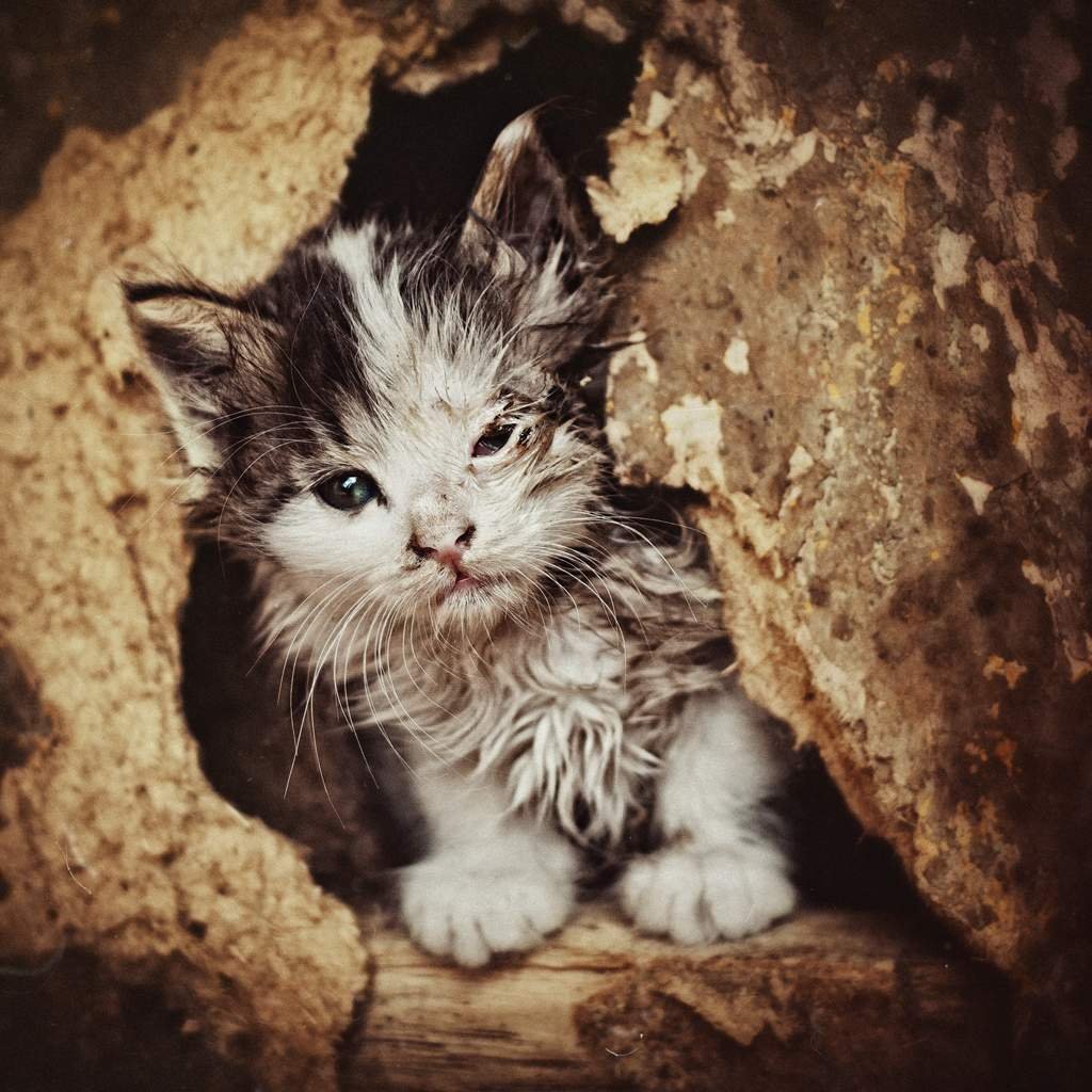 Бездомный кот