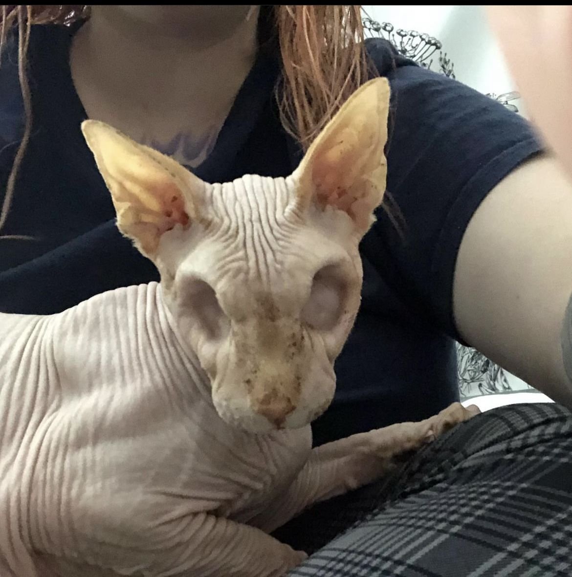 Бездомные коты некрасивые