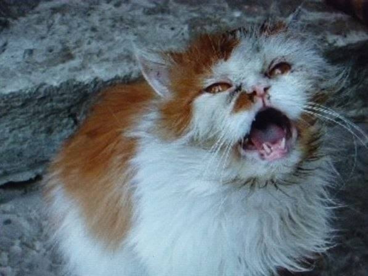 Котенок на улице