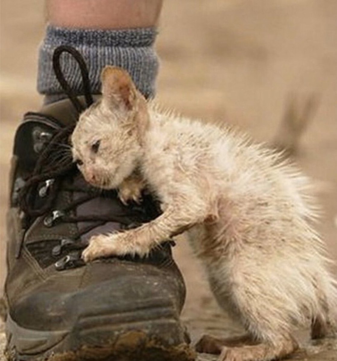 Страшный кот