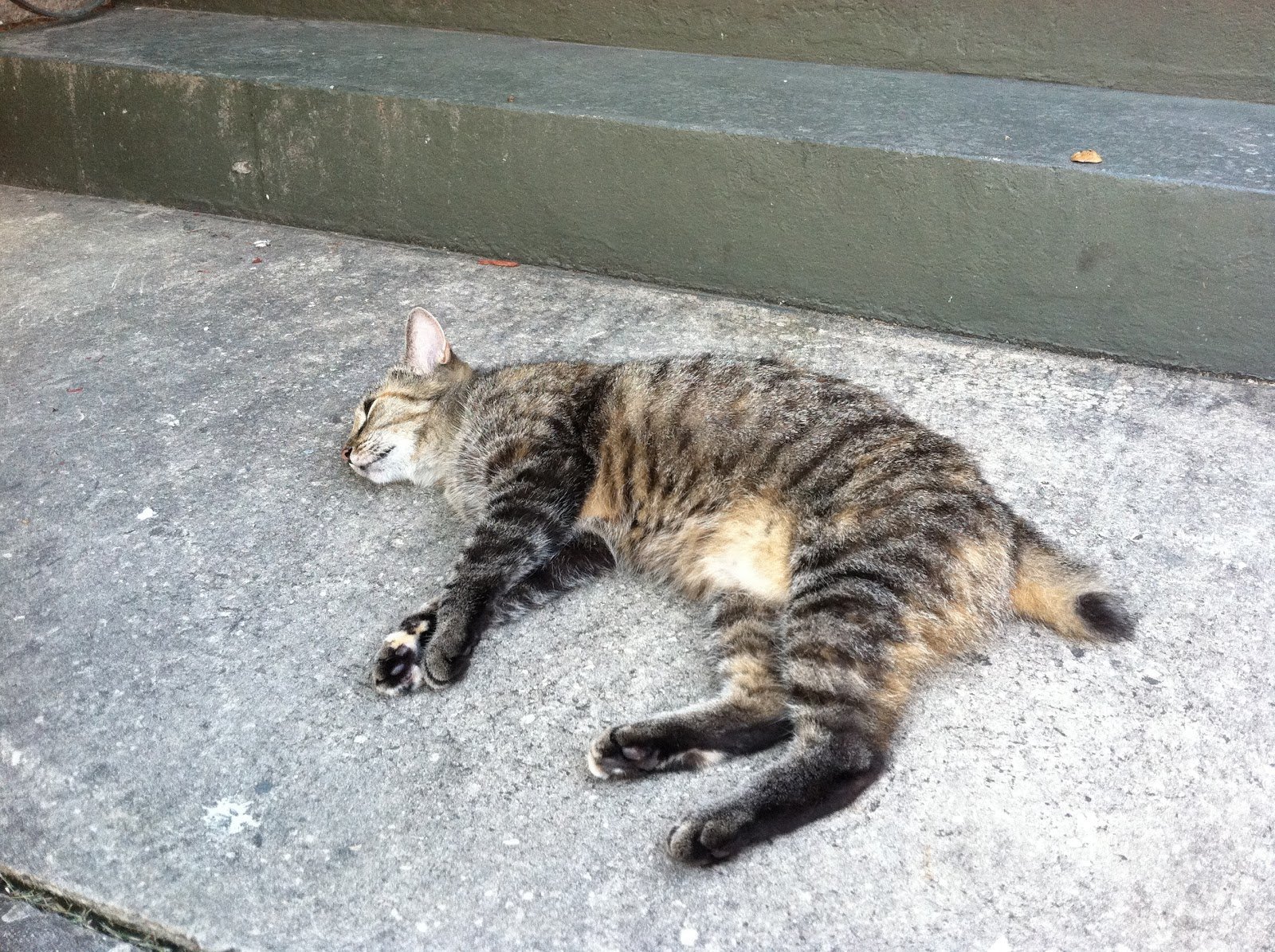 Это был просто уродливый кот микротема 2. Уродливый кот полосатый. Изуродованные бездомные кошки.
