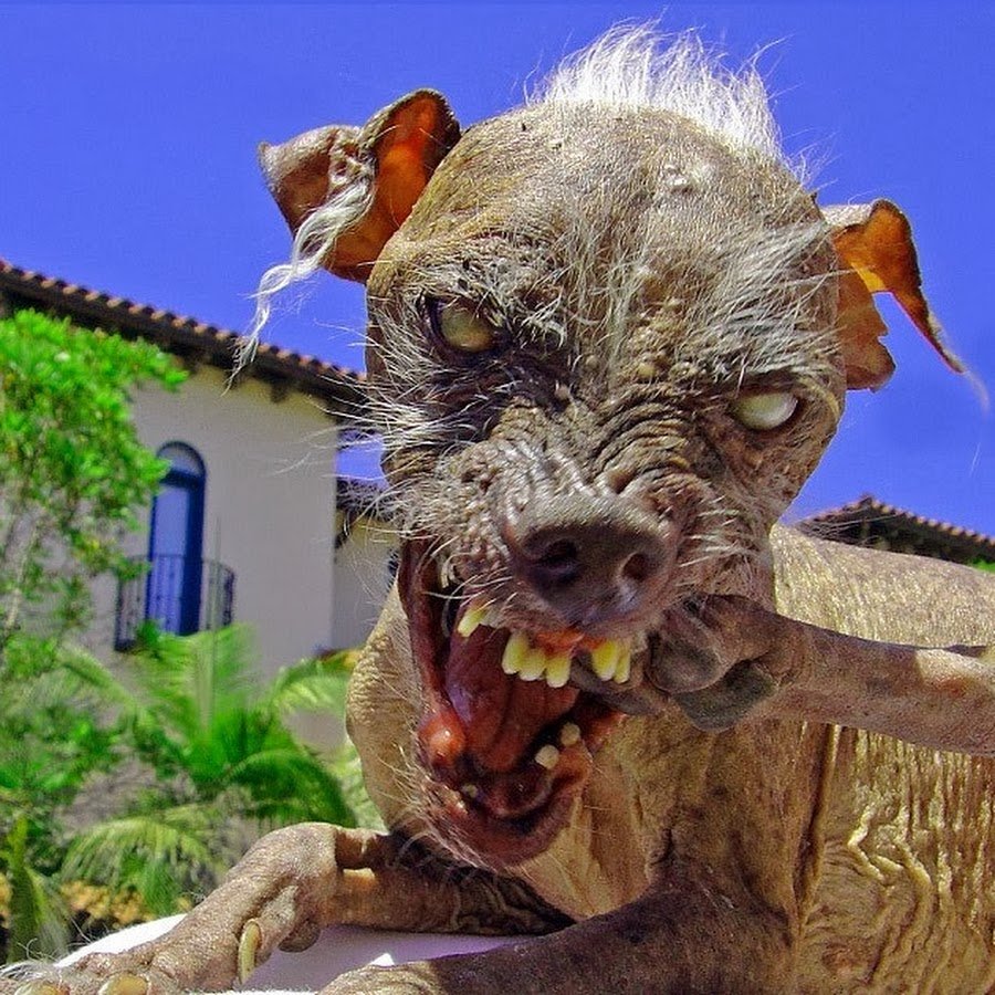 Облезлый кот