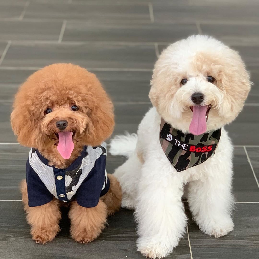 Метис Йорка и МОПСА