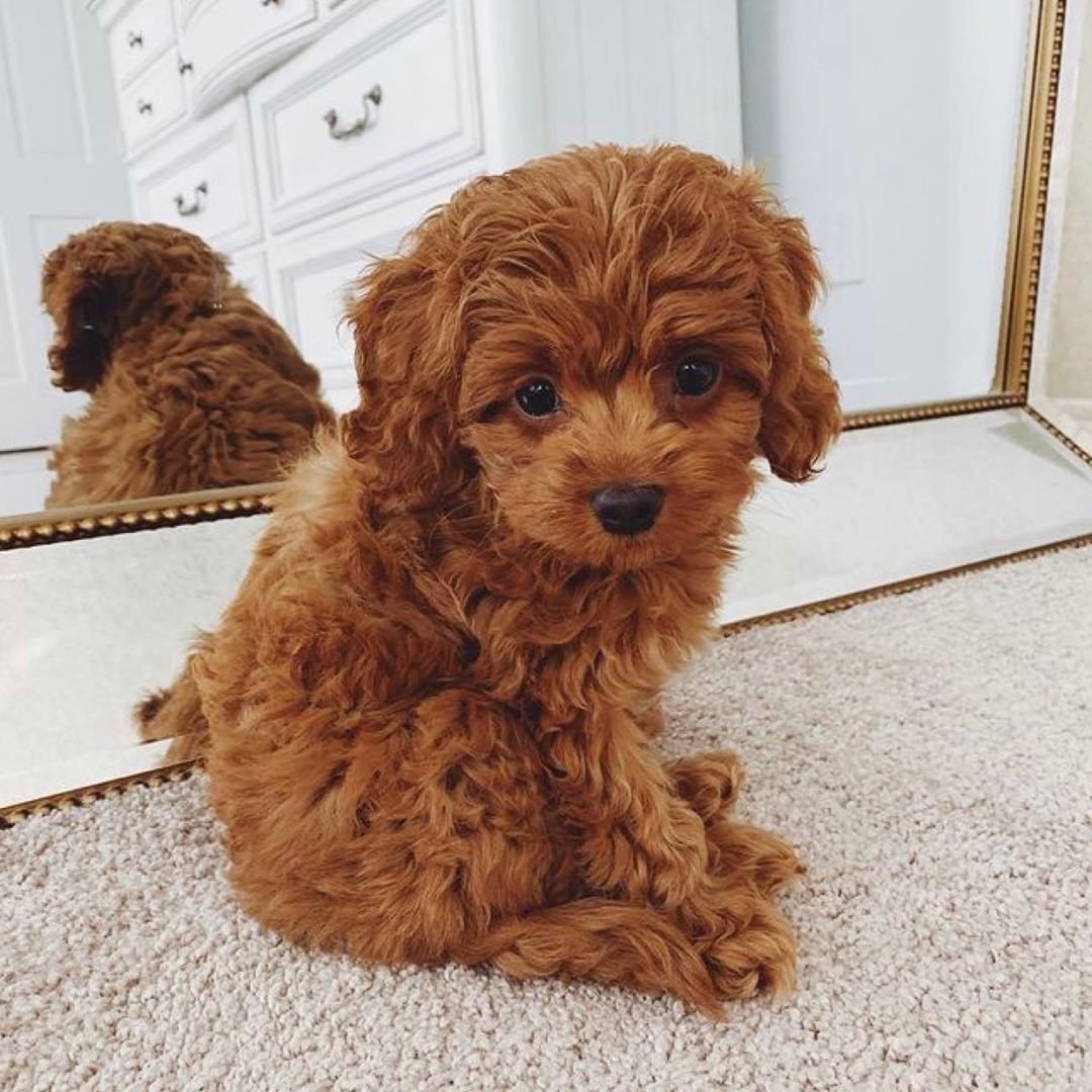 Пудель мальтипу рыжие