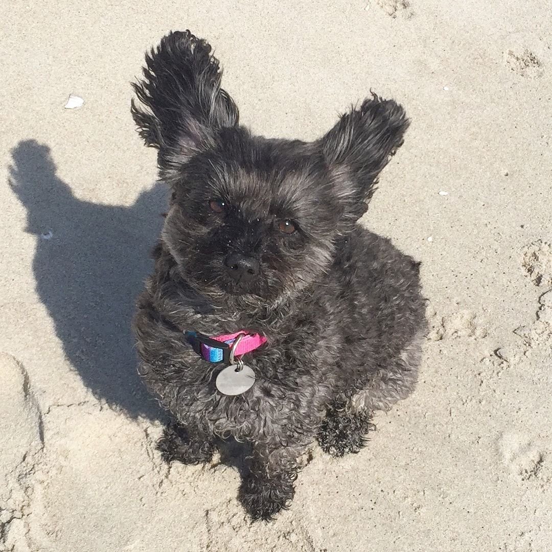 Йоркширский пудель