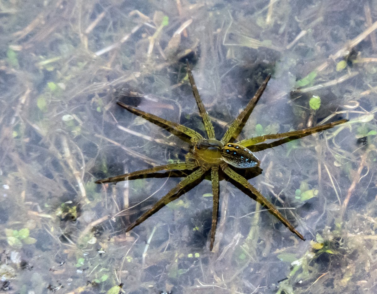 Ядовитые морские рыбы Крылатки