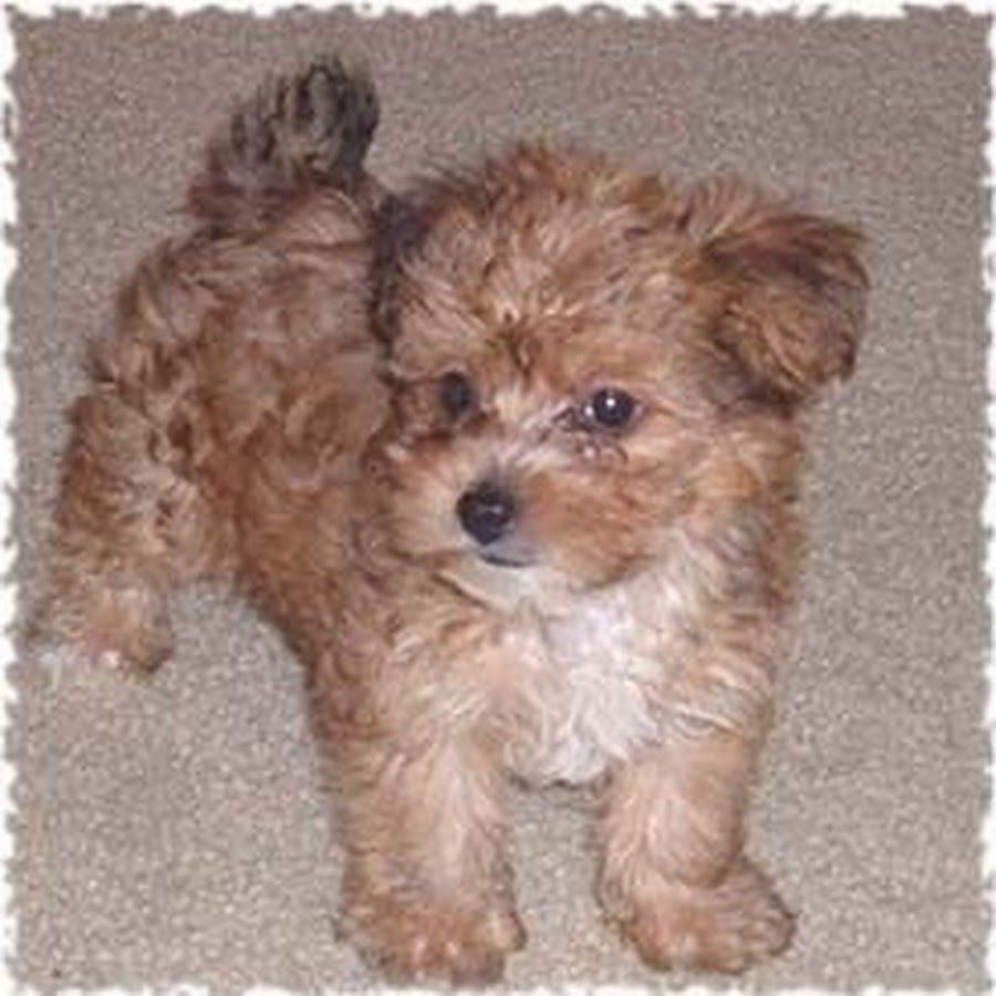 Помесь Йорка и пуделя