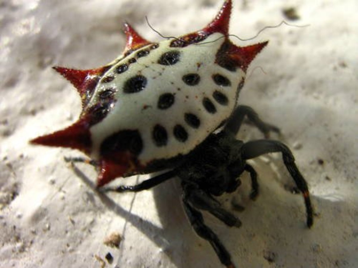 Хаулиод обыкновенный