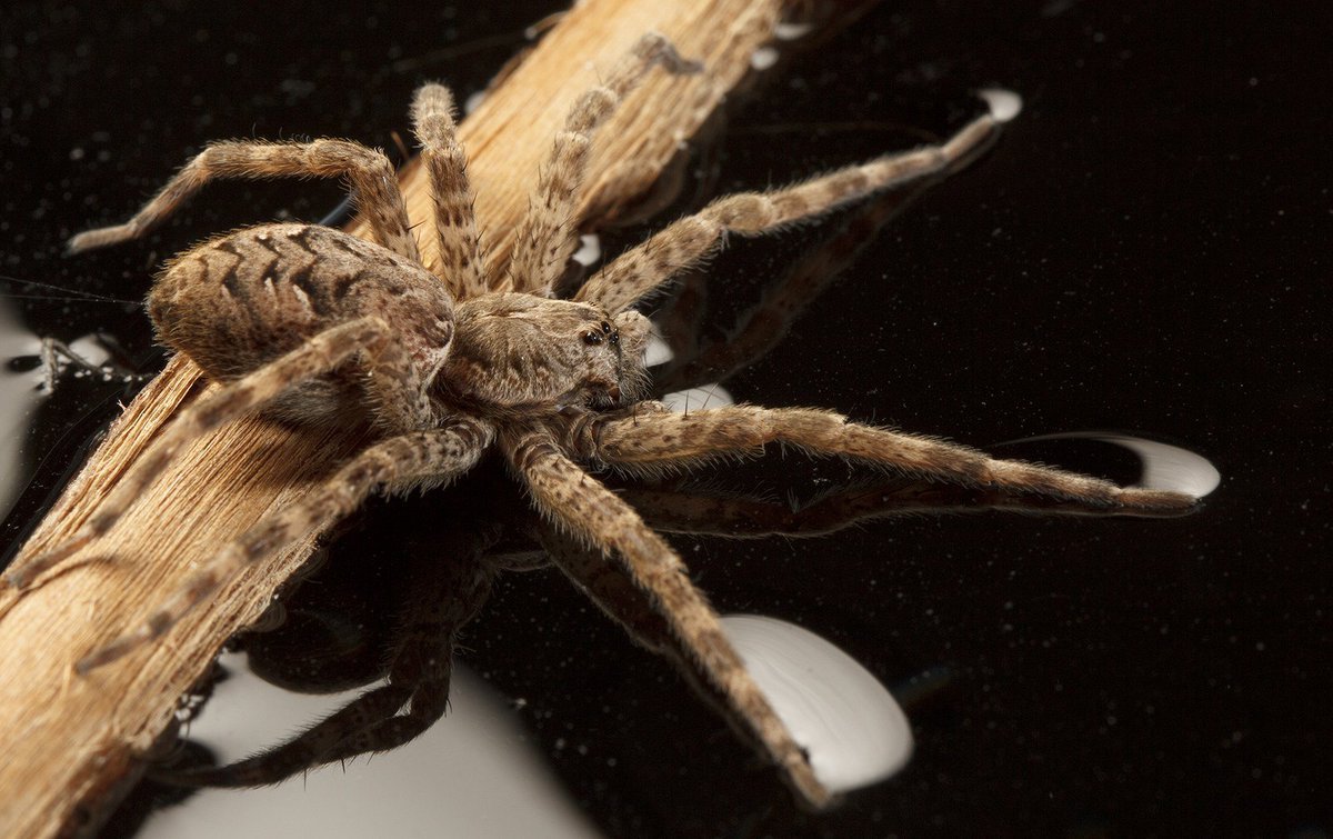 Паук каменщик