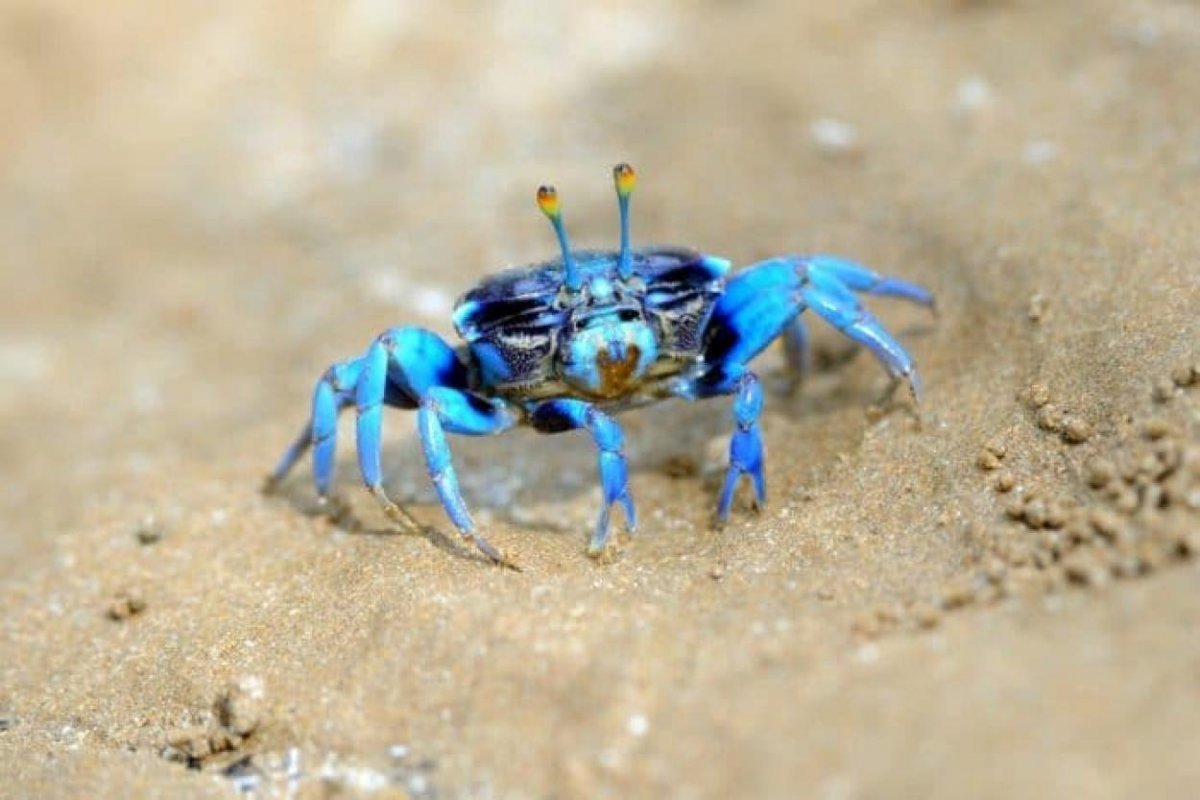 Длиннорогий Саблезуб