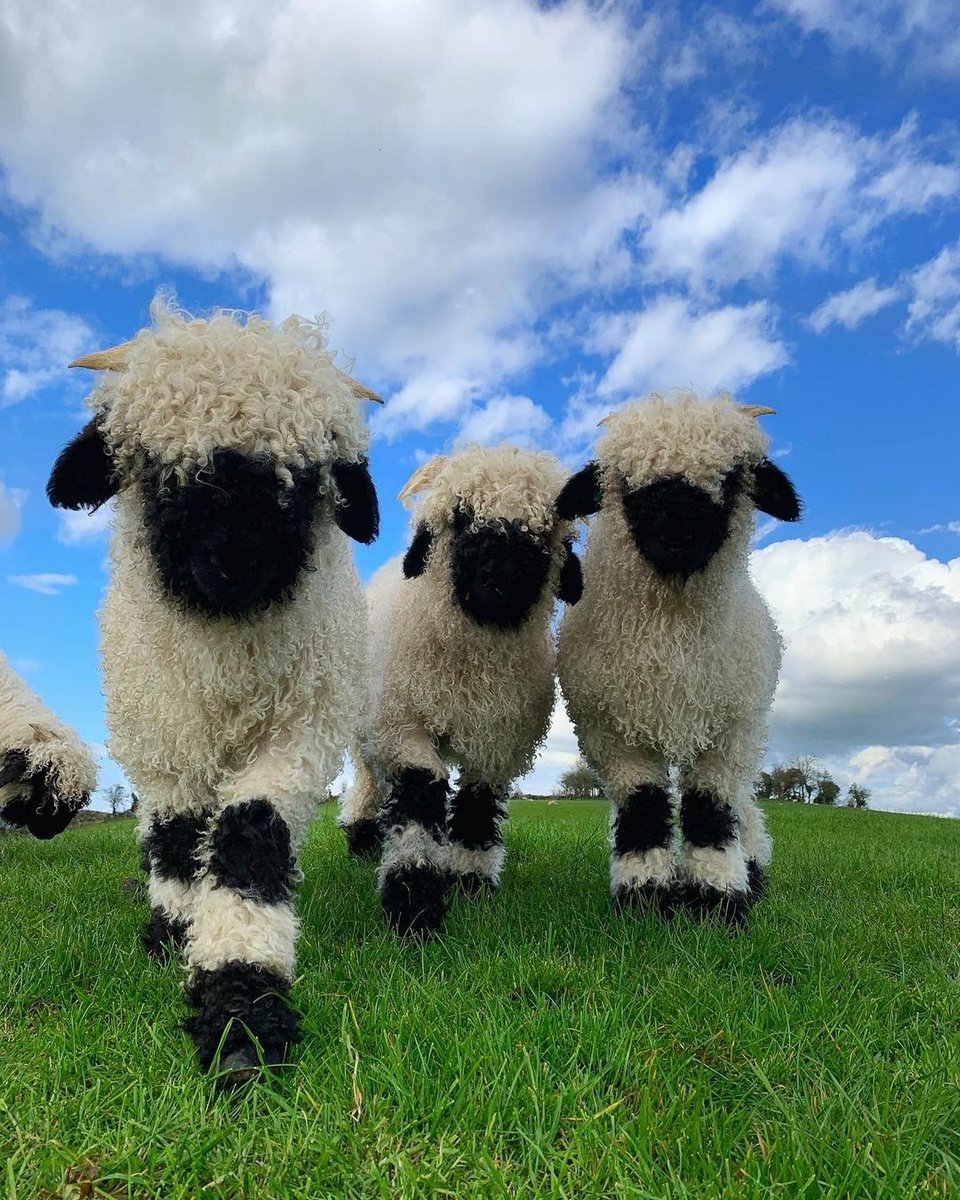 Valais Blacknose Sheep