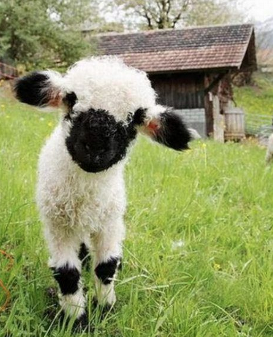 Порода Джалгинский меринос