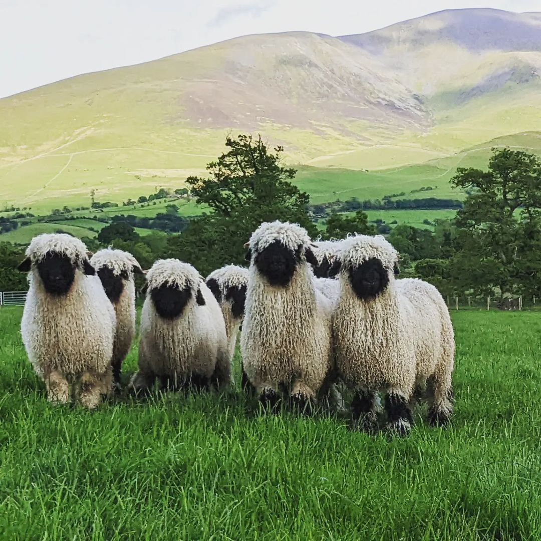Швейцария горы с овечками