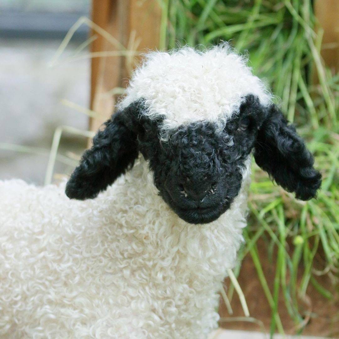 Белый ягненок