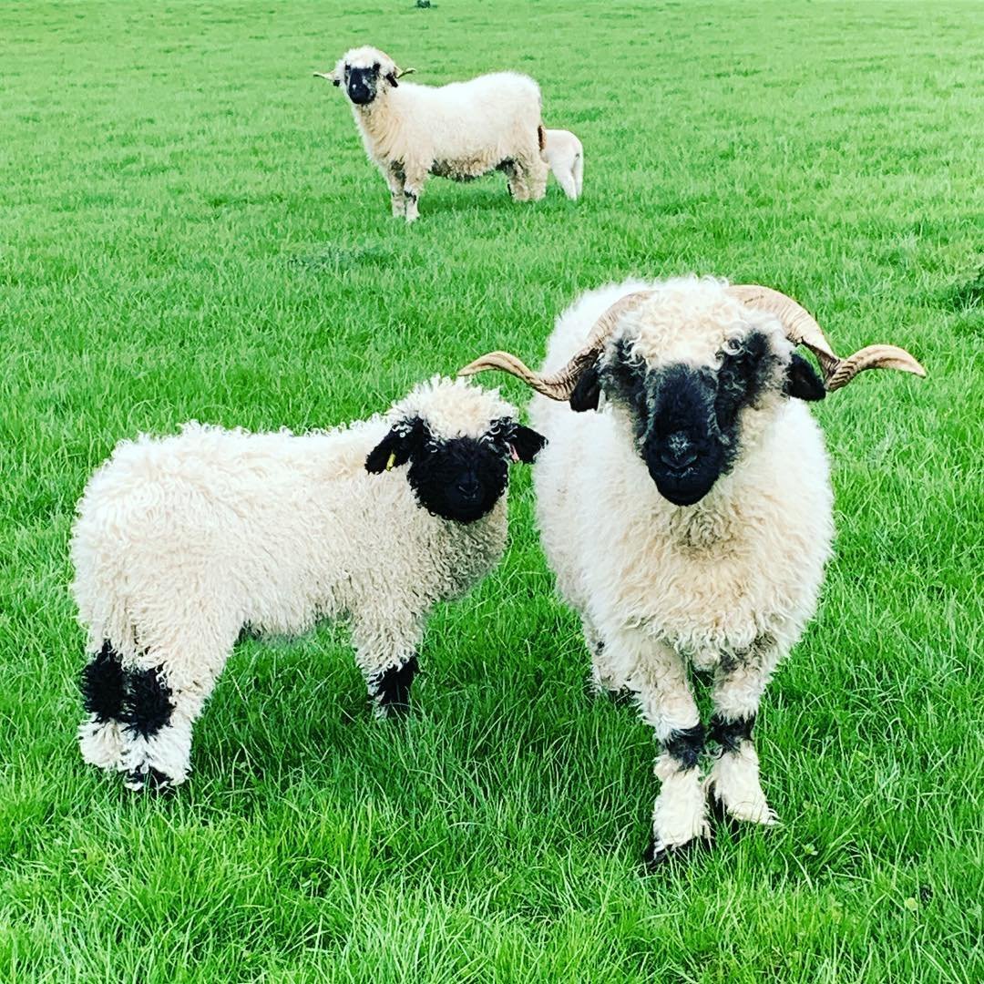 Валлийская черноносая Овечка арт