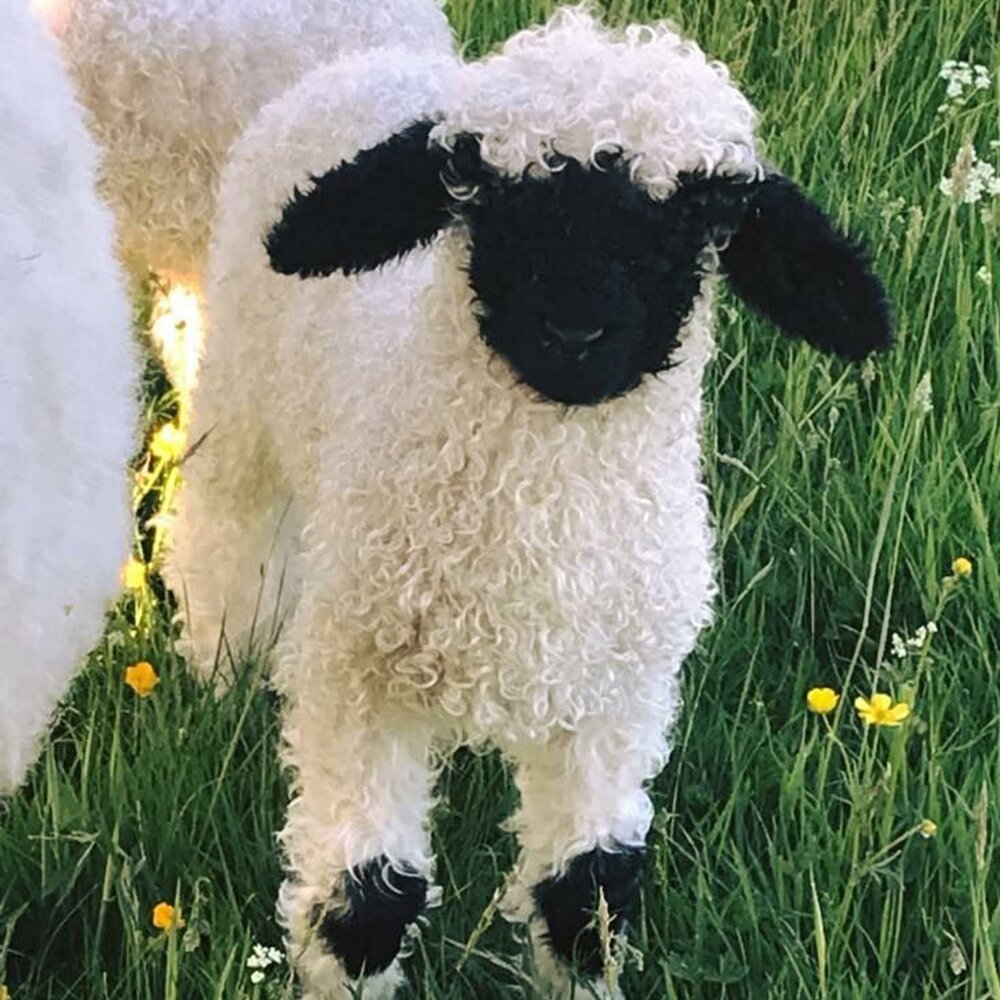 Швейцарская черноносая овца