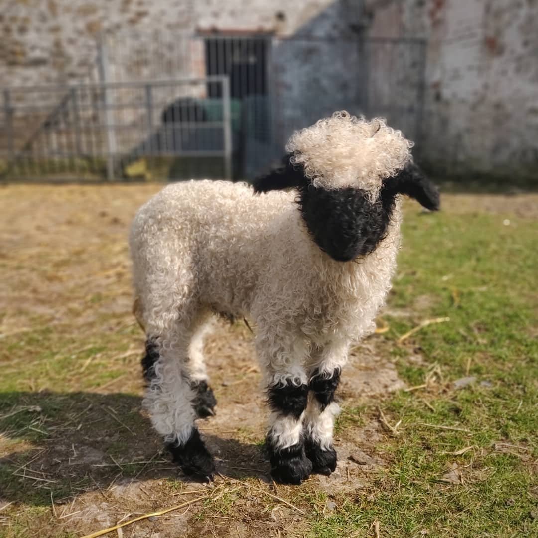 Уэссан овцы