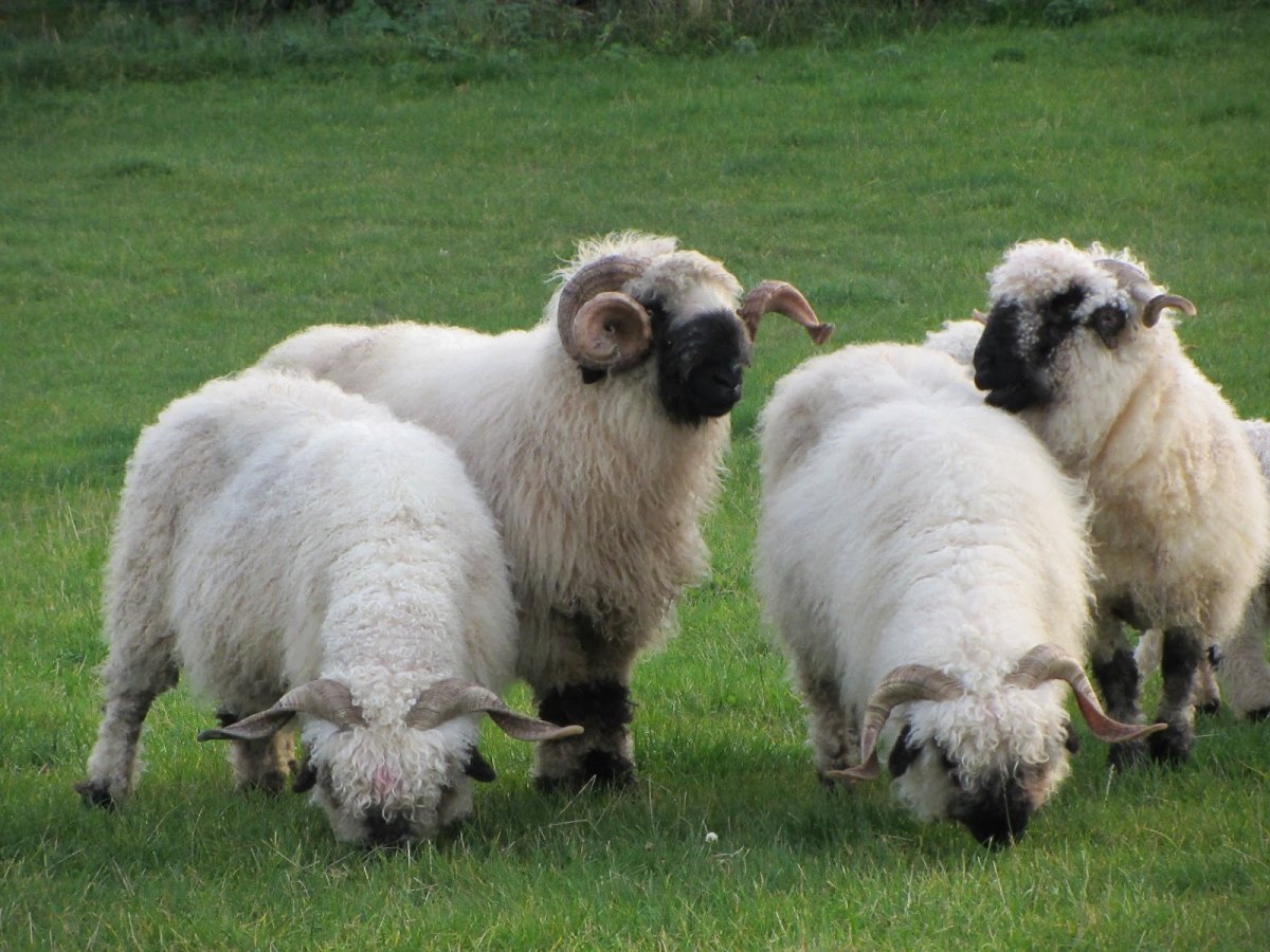 Шетландские мини овцы