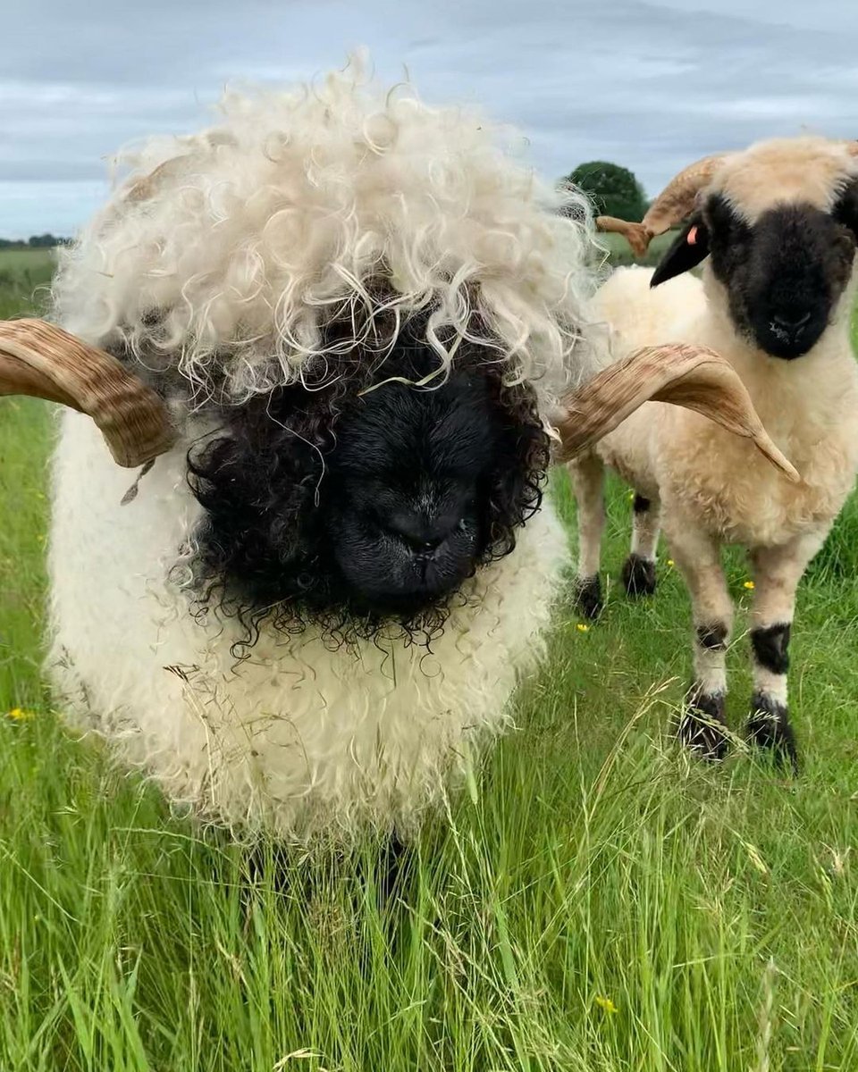 Валлийские черноносые овечки