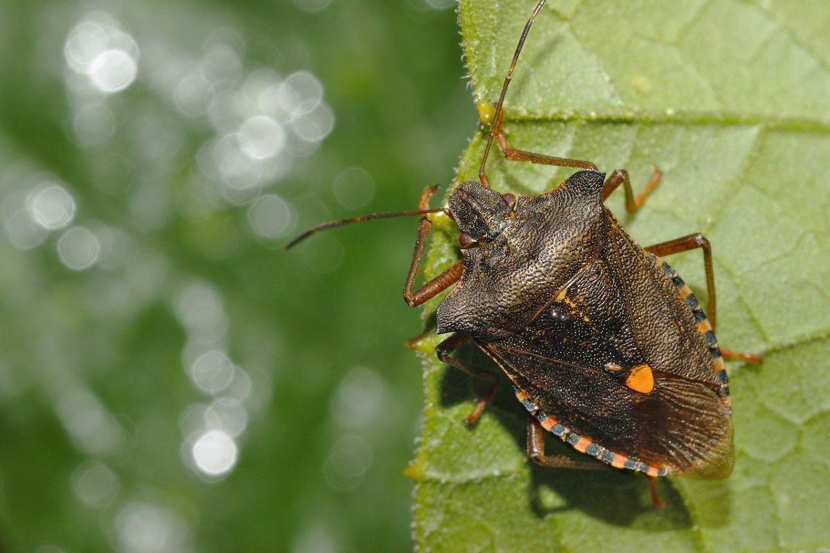 Клоп щитник красноногий