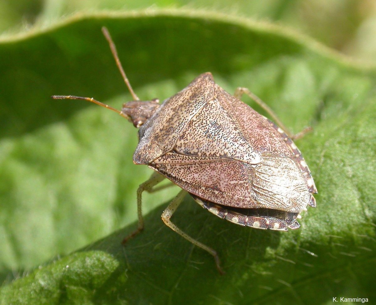 Коричнево-мраморный клоп (Halyomorpha halys)