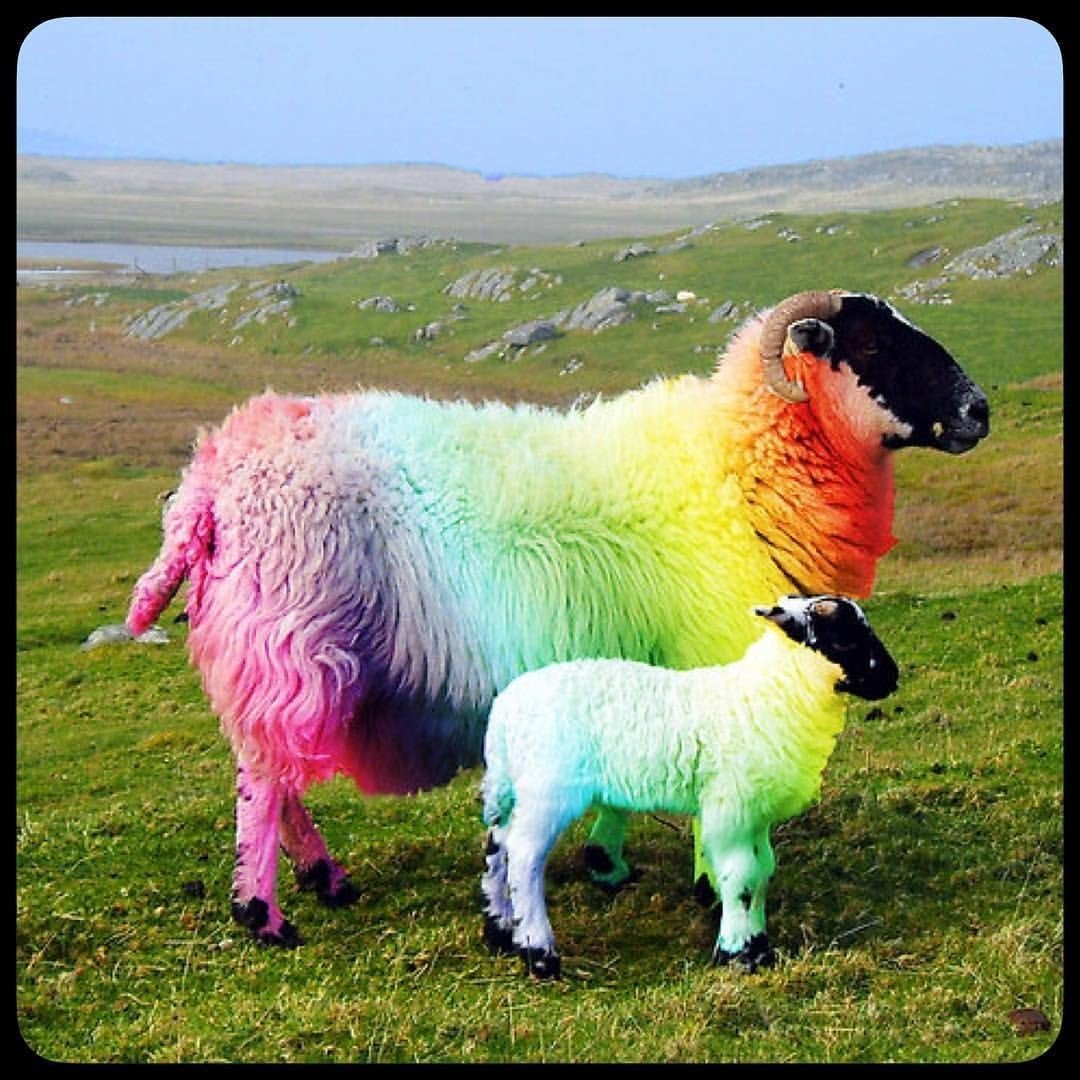 Зак Батлер кудрявый ягненок