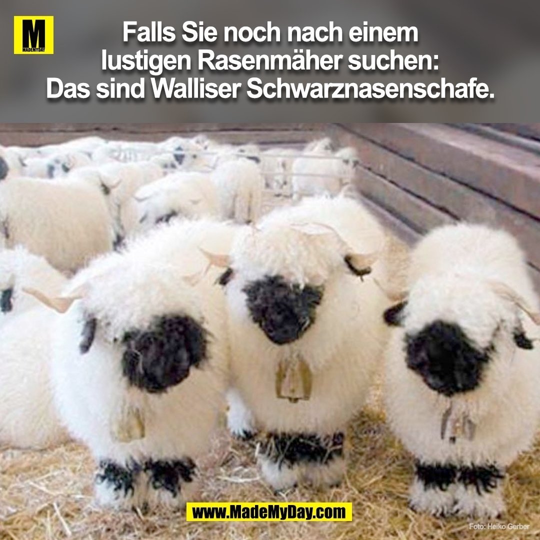 Валлийские черноносые овцы