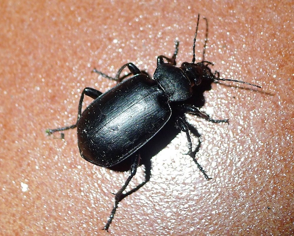 Личинка жука жужелицы Carabidae