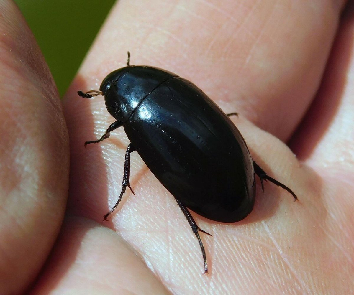 Жук большой черный водолюб